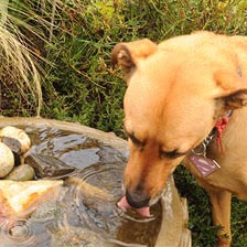 Social post - dog drinking water
