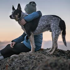 Social post - dog standing on mountain